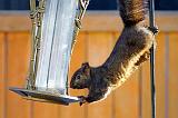 Squirrel Feeder_52857